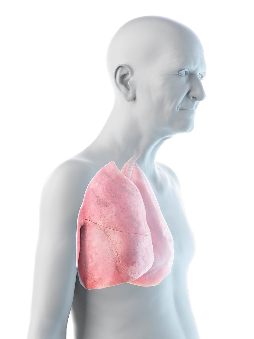 Illustration of an old man's lung