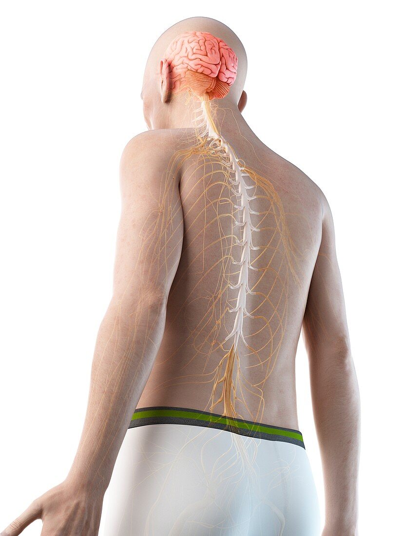 Illustration of an old man's brain and nerves