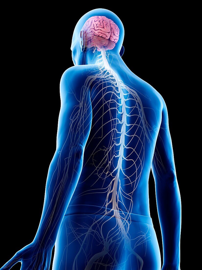 Illustration of an old man's brain and nerves