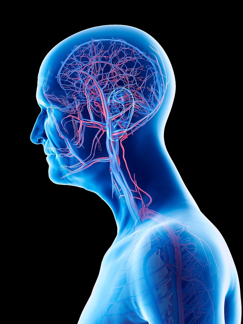 Illustration of an old man's arteries and veins of the head