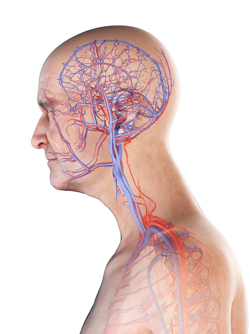 Illustration of an old man's arteries and veins of the head