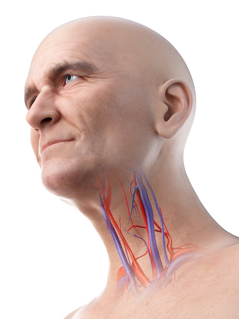 Illustration of an old man's blood vessels of the throat