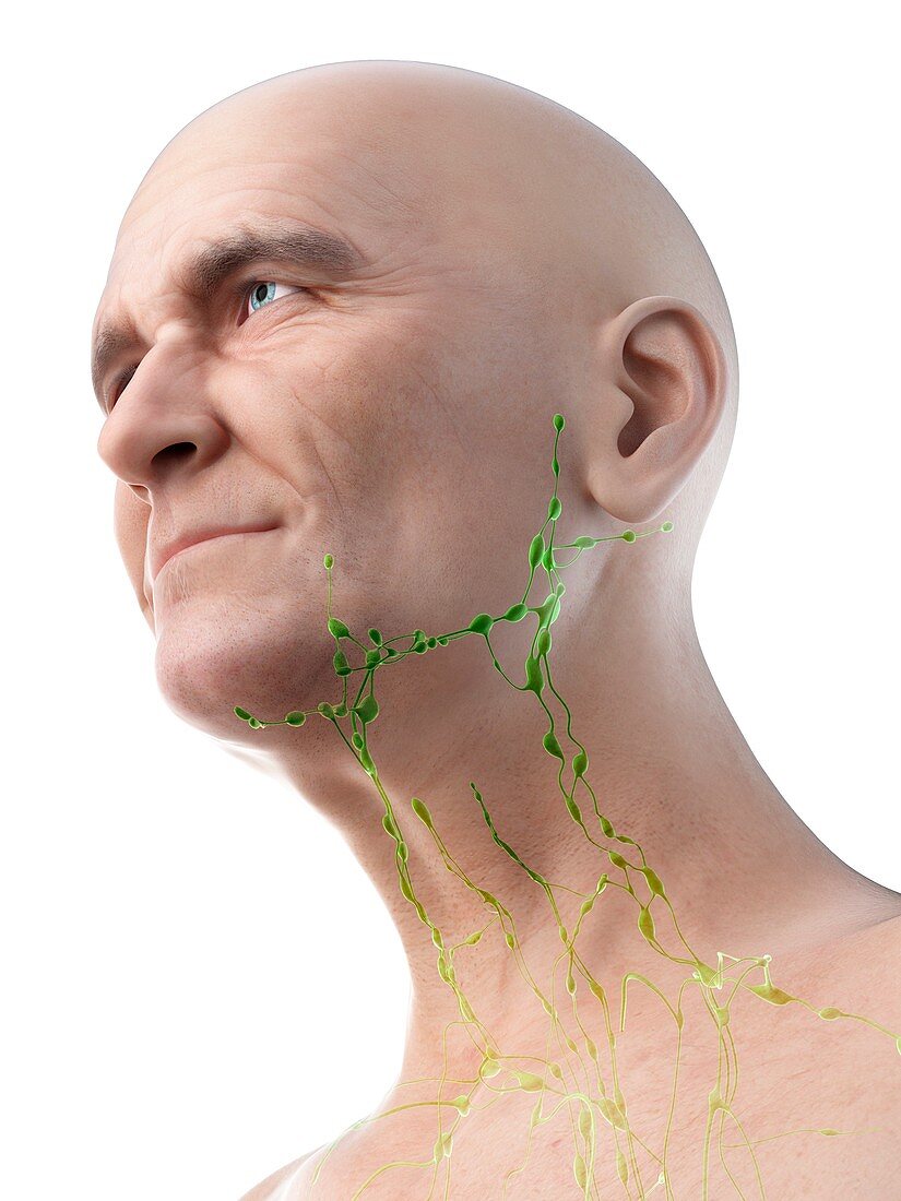 Illustration of an old man's lymph nodes of the neck
