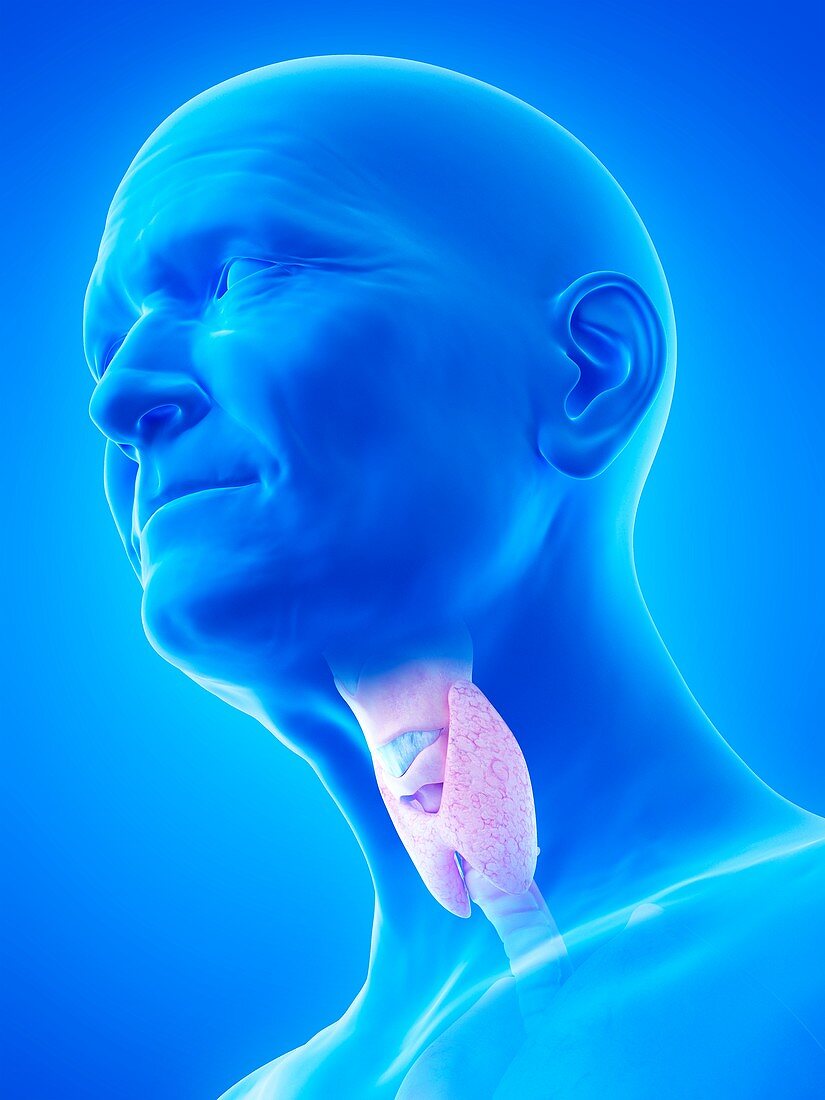 Illustration of an old man's thyroid