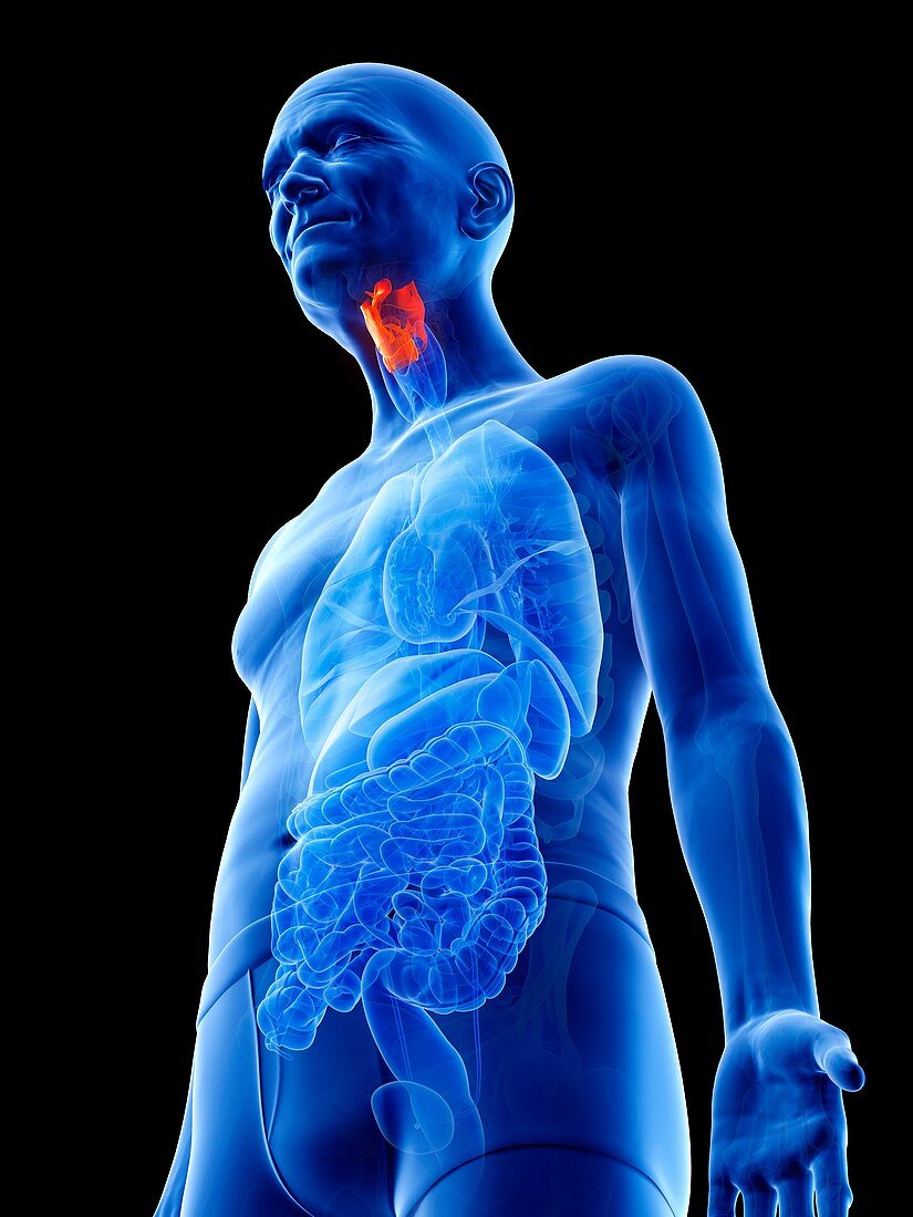 Illustration of an old man's larynx