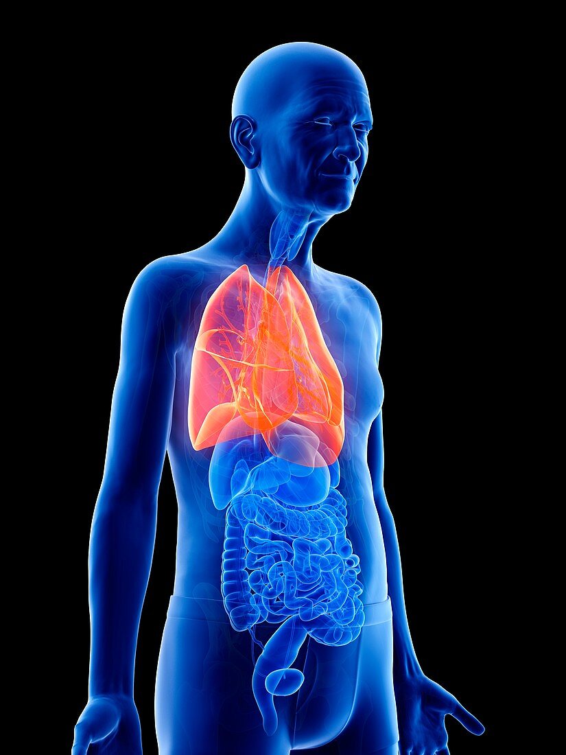 Illustration of an old man's lungs