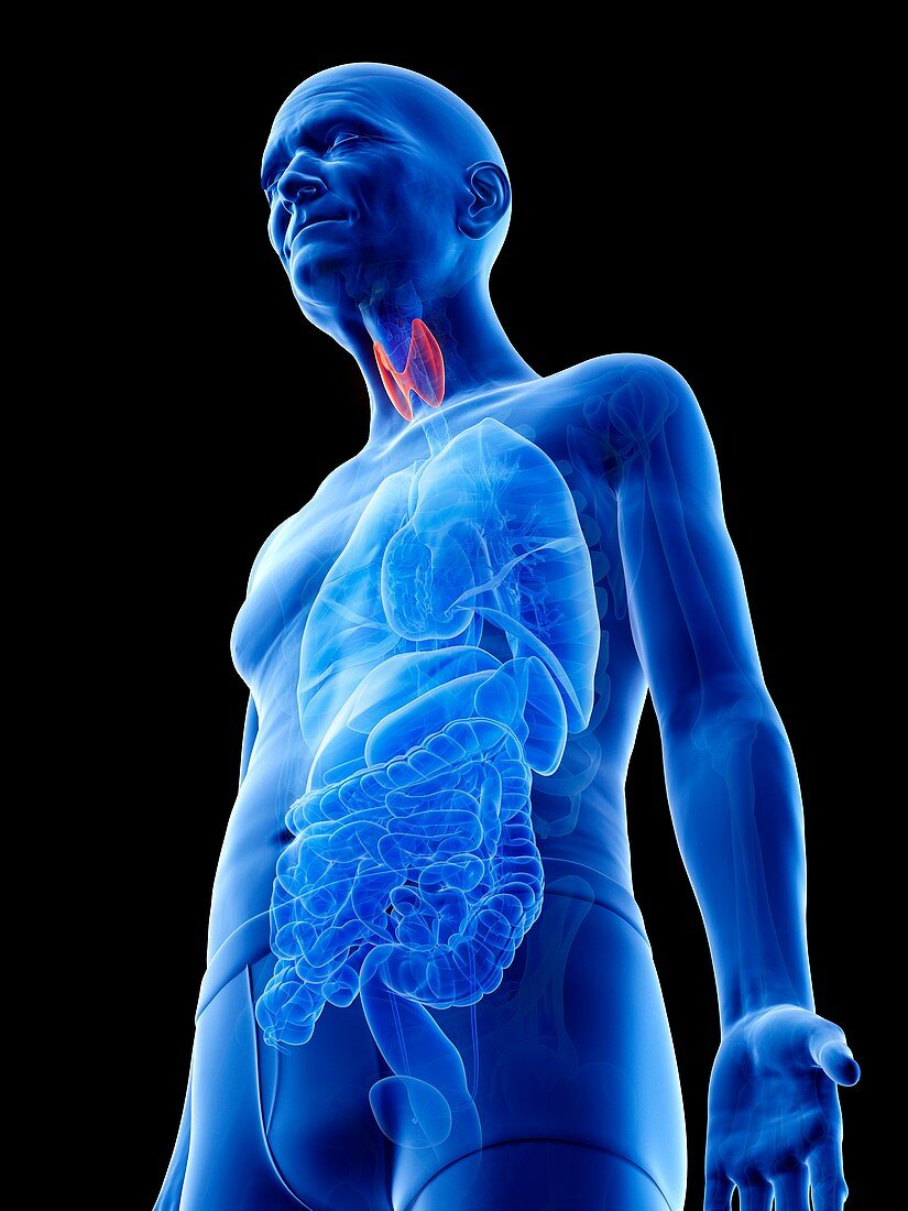 Illustration of an old man's thyroid