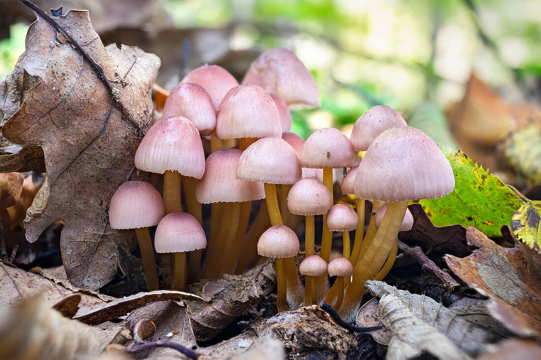 Beautiful bonnet mushroom pack