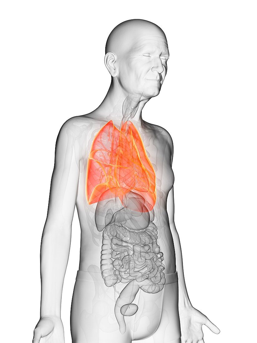 Illustration of an elderly man's lungs