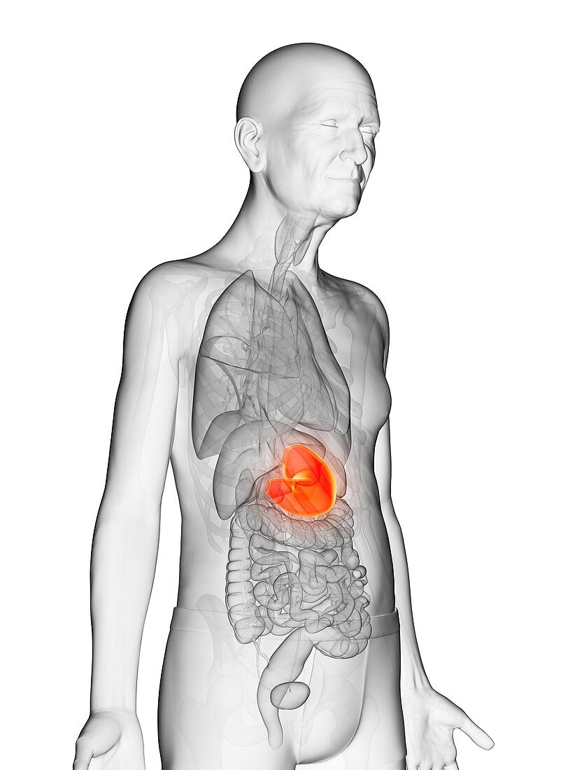 Illustration of an elderly man's stomach