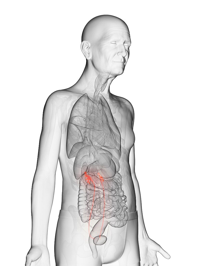 Illustration of an elderly man's ureters