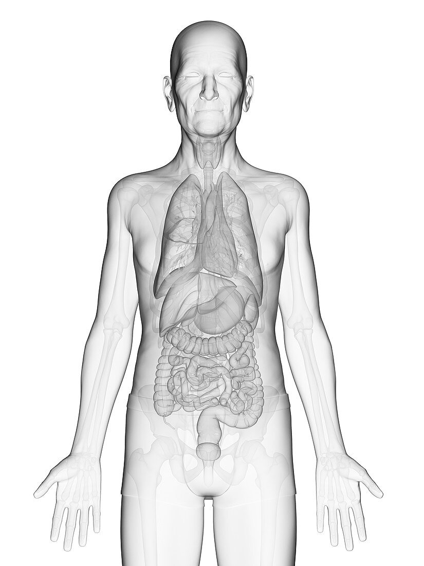 Illustration of an elderly man's internal organs