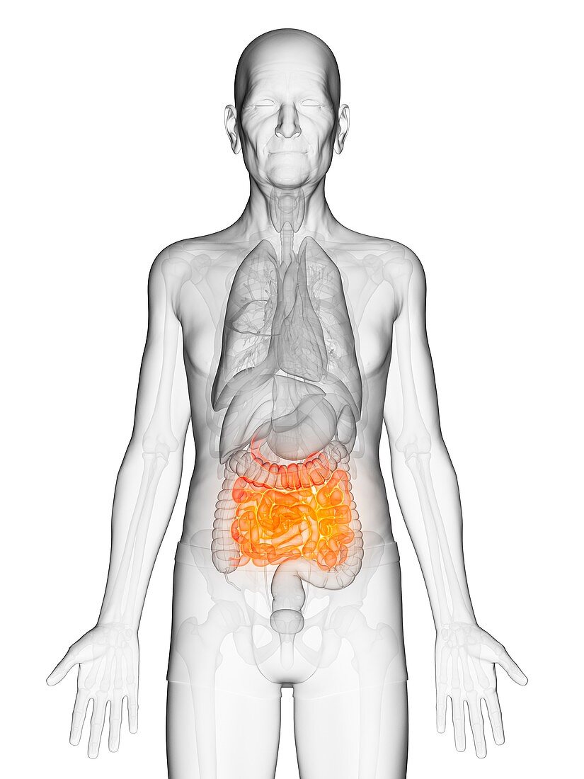 Illustration of an elderly man's small intestine