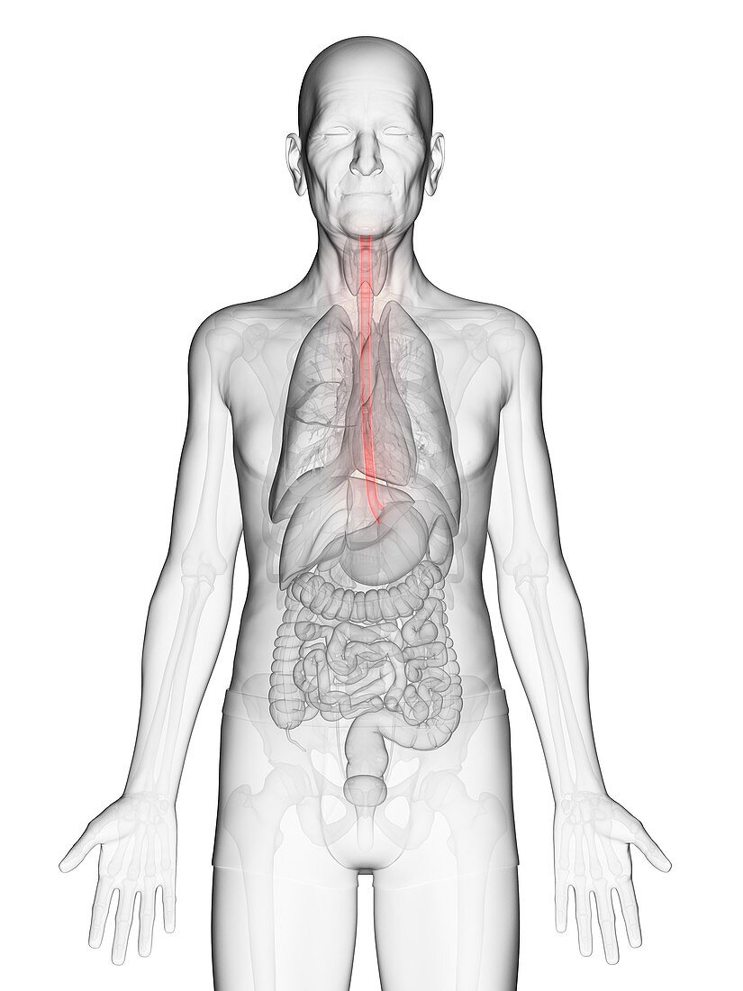 Illustration of an elderly man's esophagus