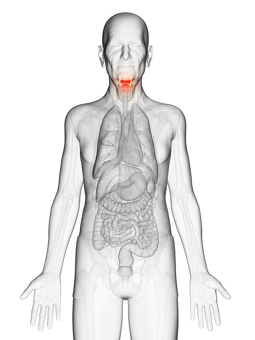 Illustration of an elderly man's larynx