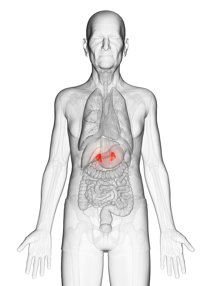 Illustration of an elderly man's adrenal glands