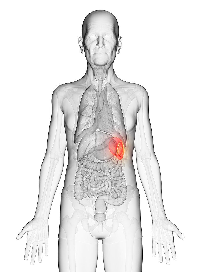 Illustration of an elderly man's spleen