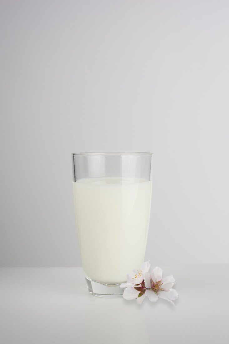 A glass of fresh almond milk with almond blossoms