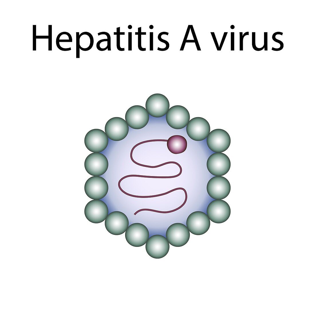 Hepatitis A virus,illustration