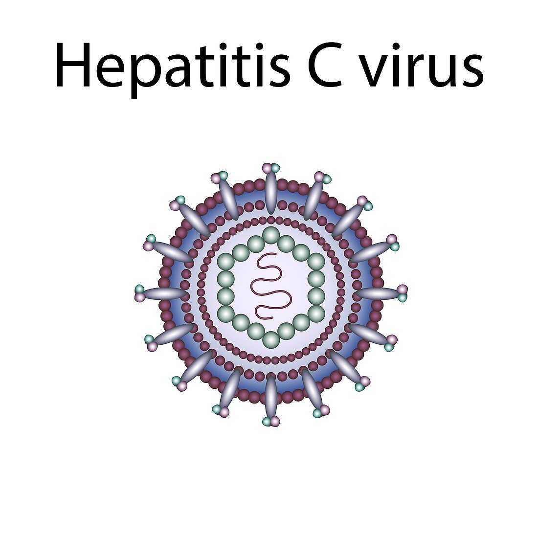 Hepatitis C virus,illustration