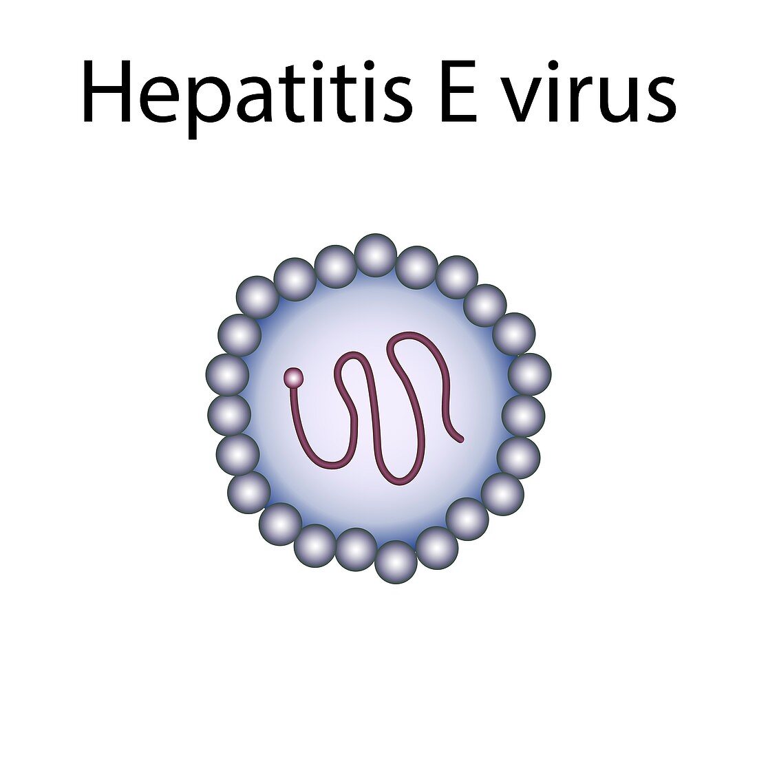 Hepatitis E virus,illustration