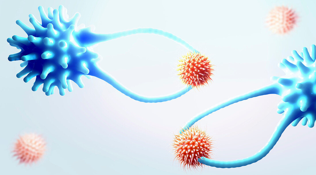 Cytotoxic T cells capturing cancer cells,illustration