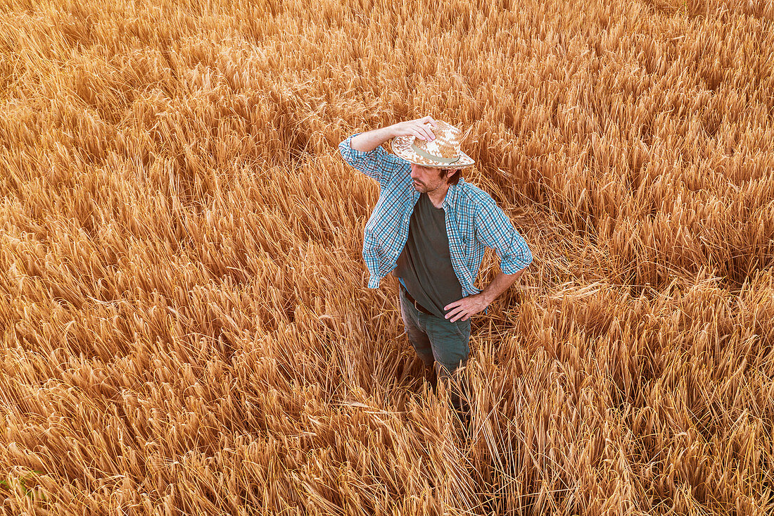 Aerial view of farmer standing in wheat field