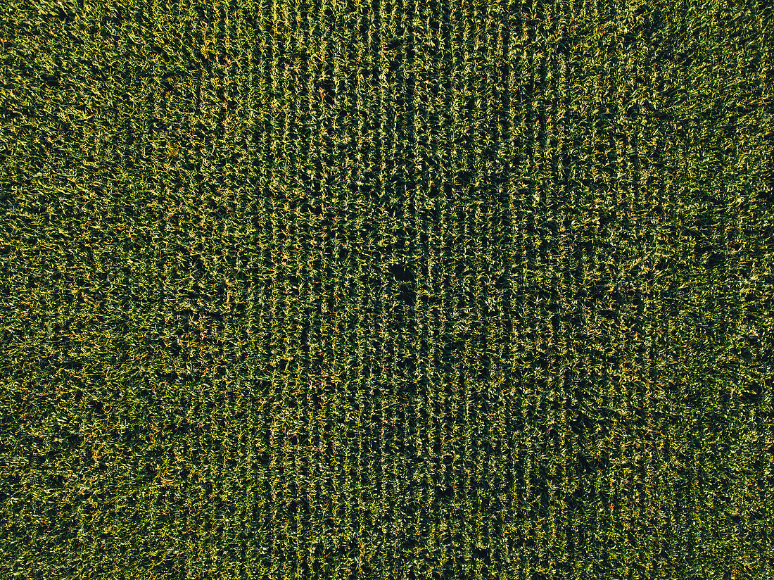 Aerial view of sweetcorn field