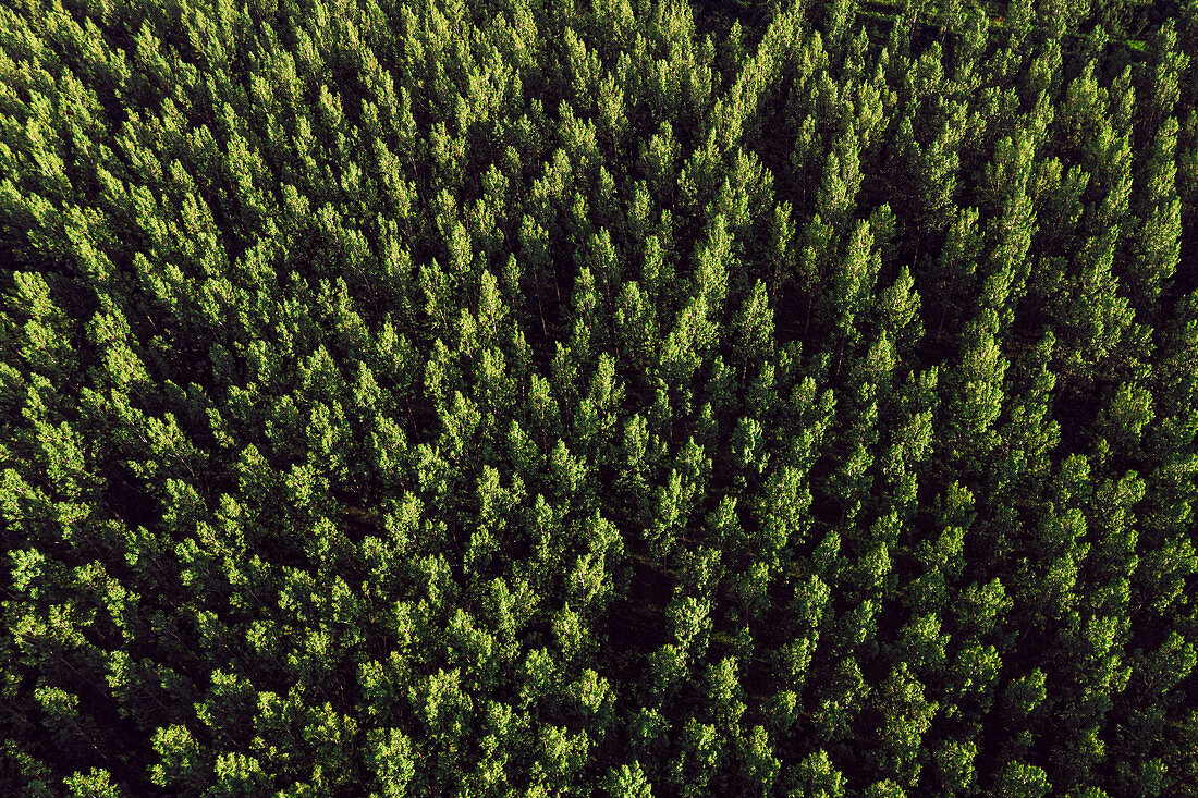 Aerial view of cottonwood forest in summer