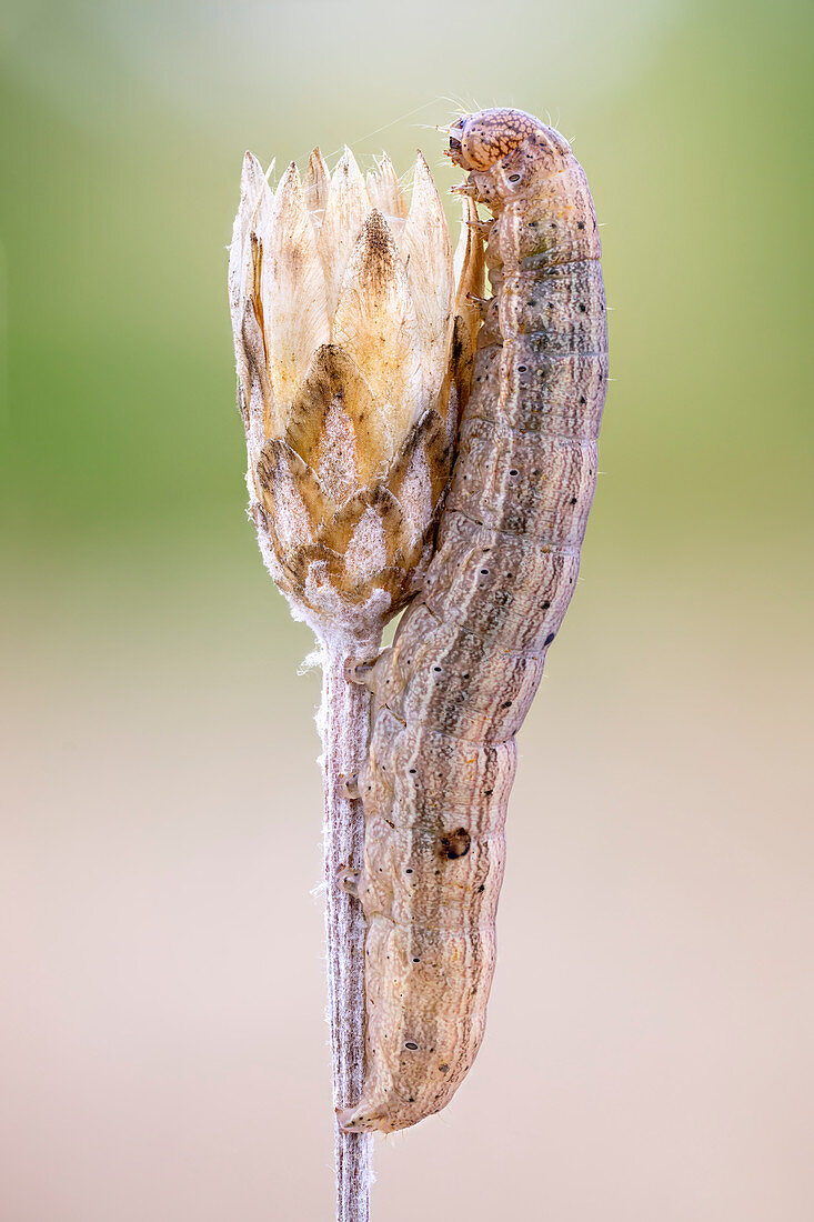 Delicate moth larva