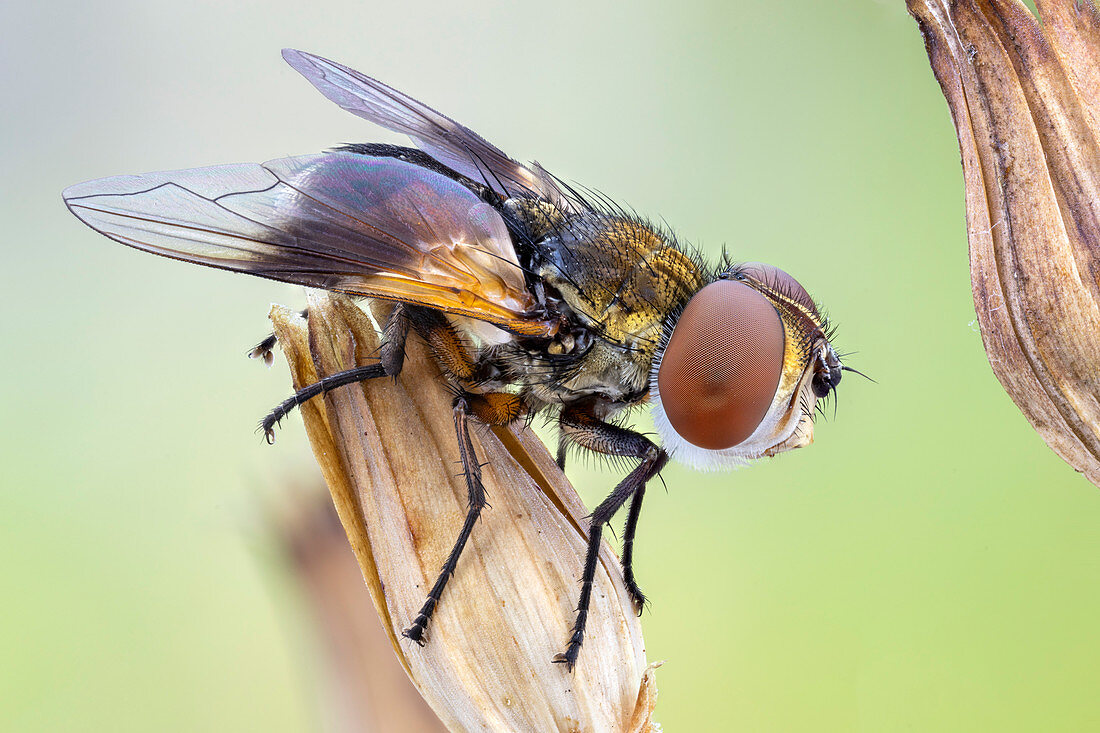 Ectophasia fly