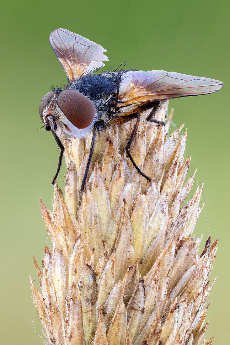 Parasitic tachinid fly
