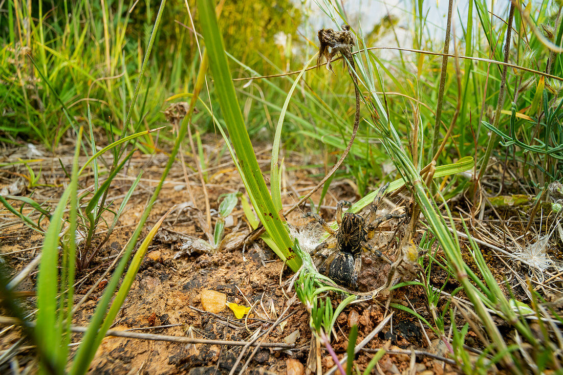 Wolf spider at nest entrance