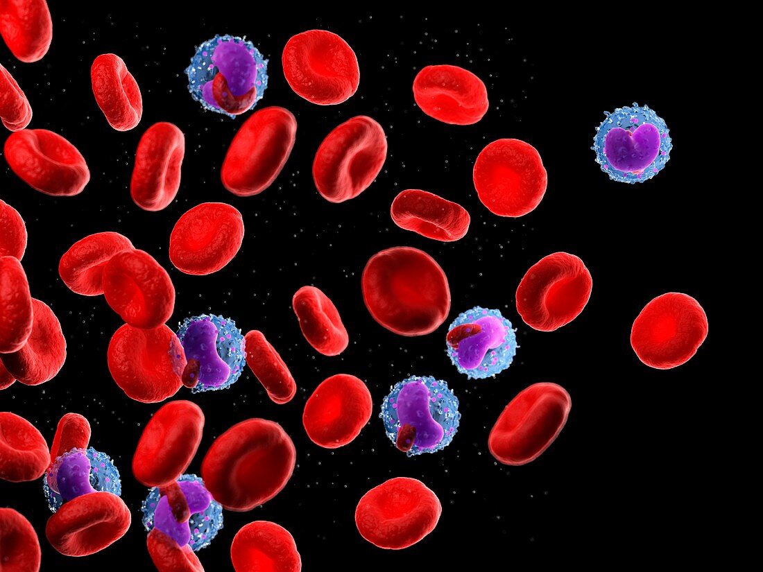 Red blood cells and leukocytes,illustration