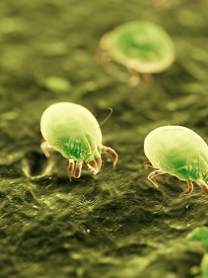 Dust mites,illustration