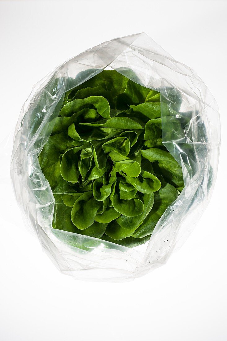 Head of lettuce in plastic bag