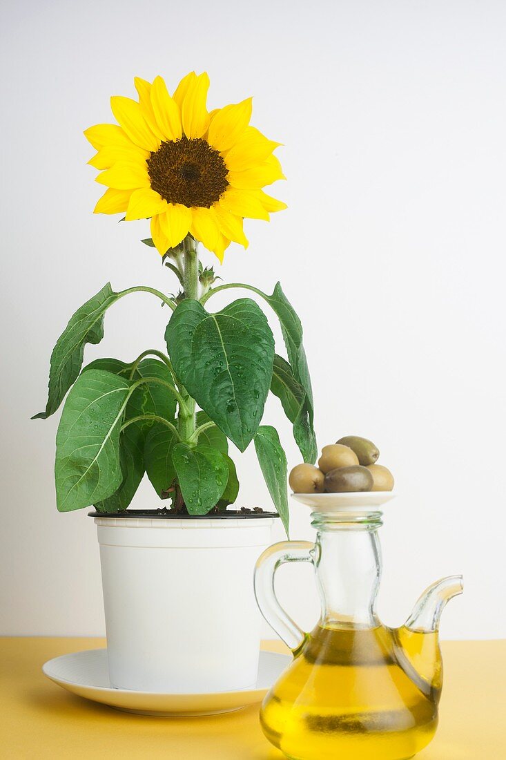 Sunflower plant with a jug of olive oil