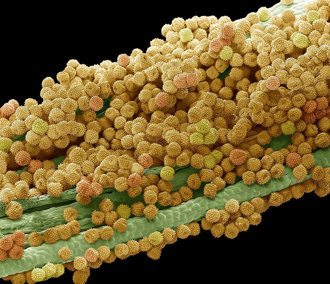 Marigold pollen,SEM