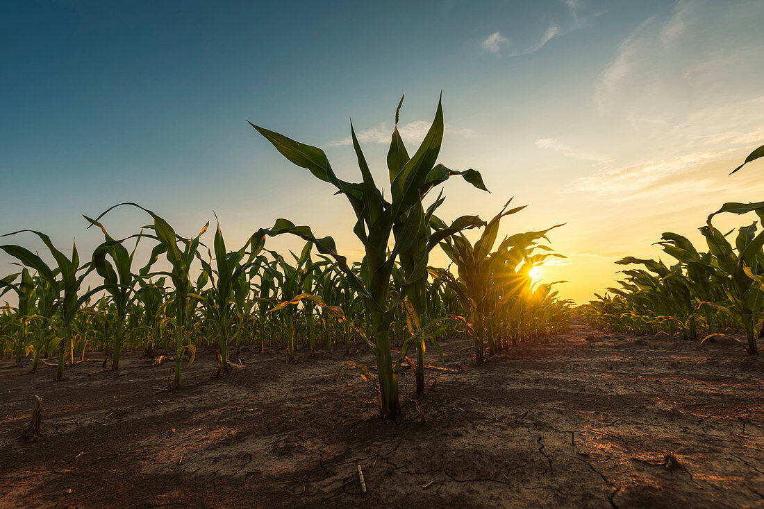 Corn field at sunset