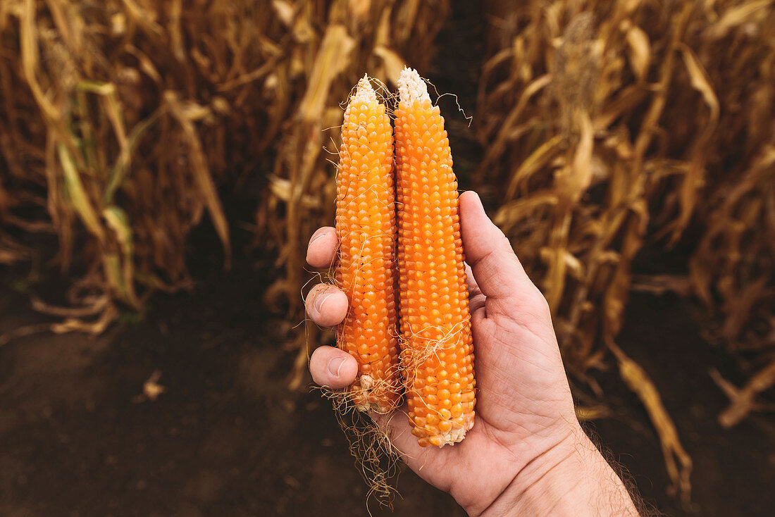 Farmer holding ripe corn cobs