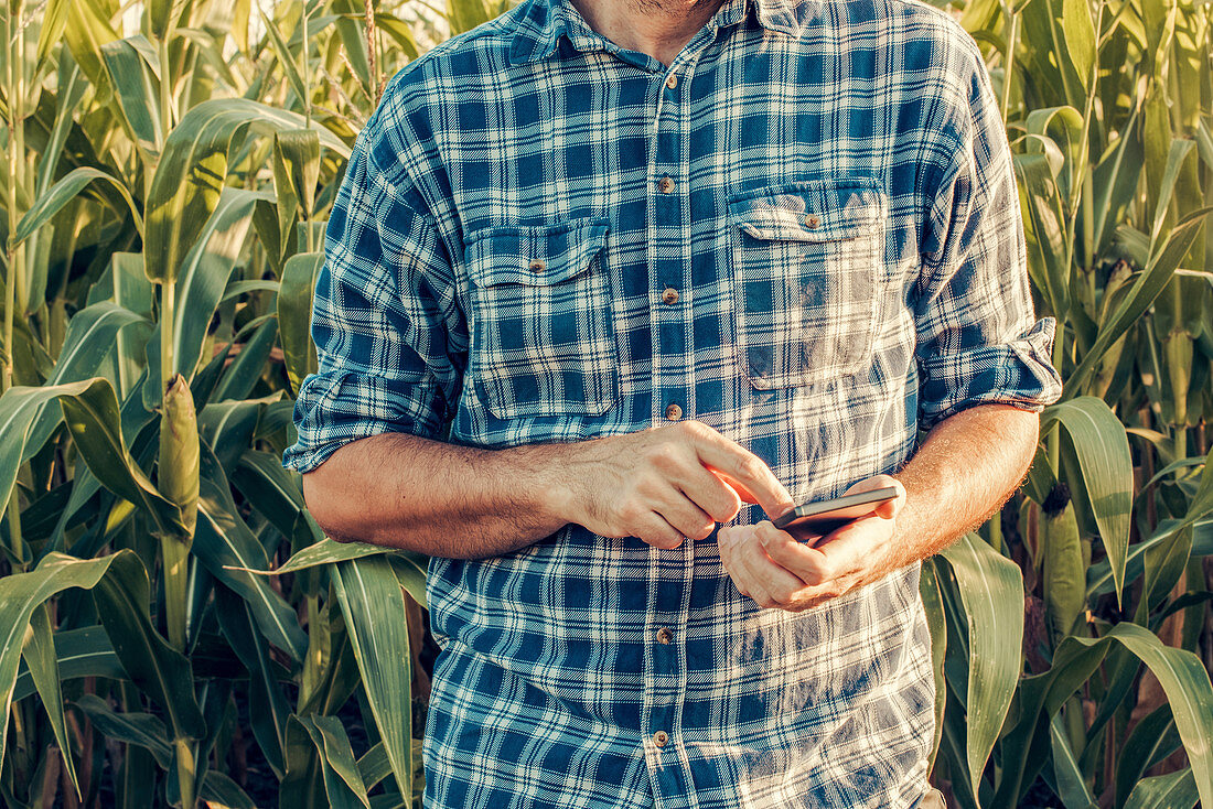 Farmer using smartphone in corn field