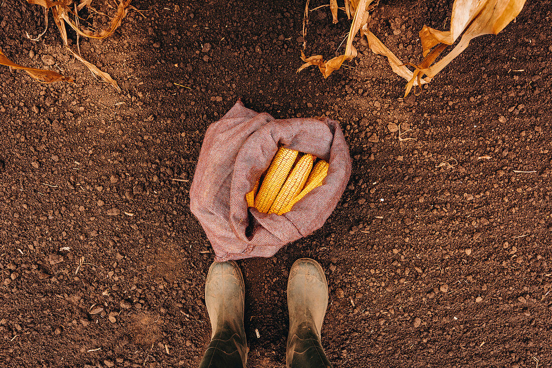 Farmer and harvested corn cobs in burlap sac