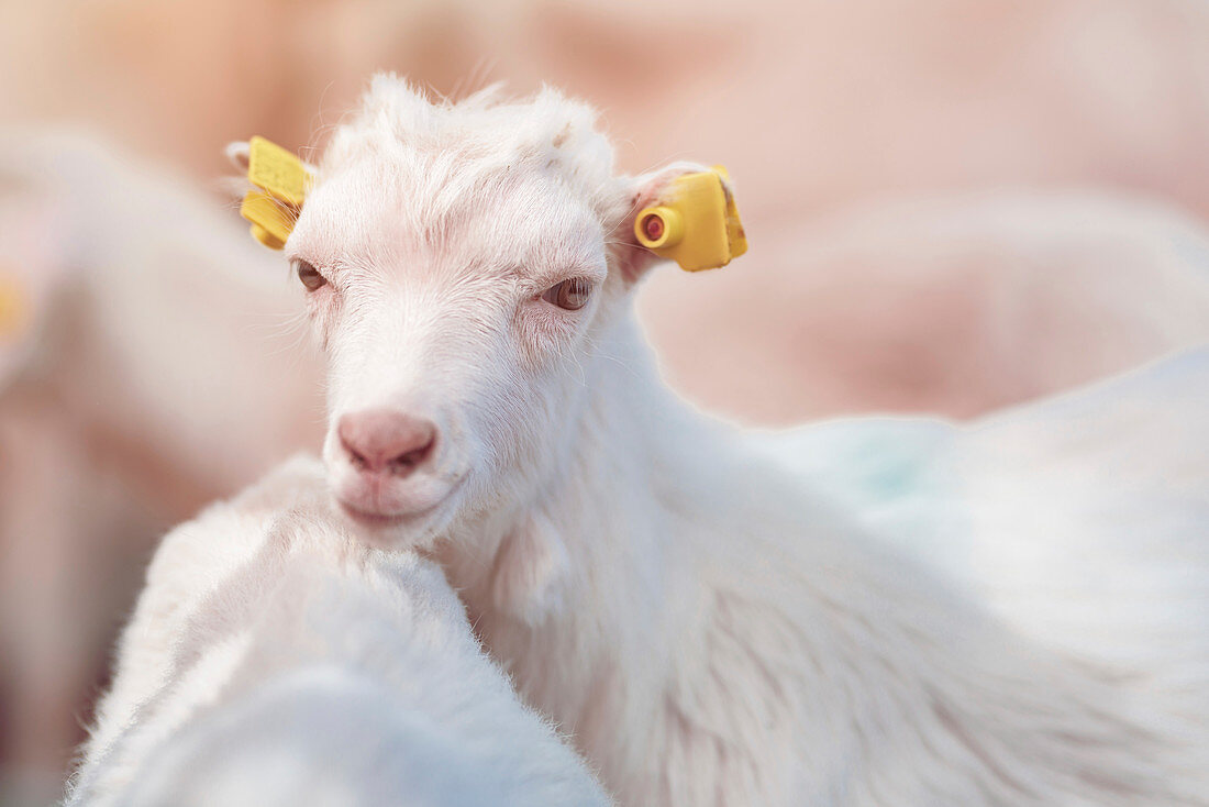 Goat kid in pen on farm