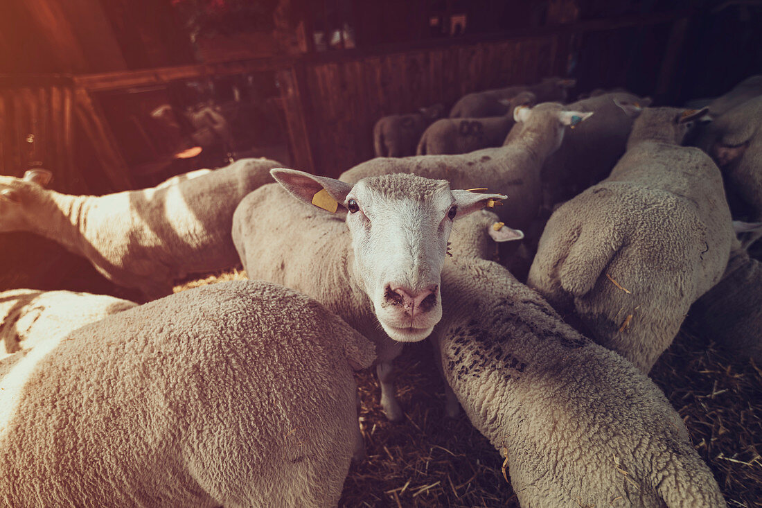 Ile de France sheep flock in pen on farm