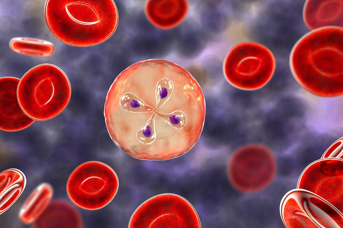 Babesia parasites inside red blood cell,illustration