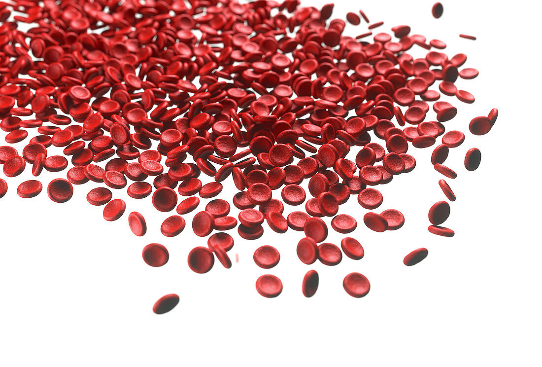 Red blood cells,illustration