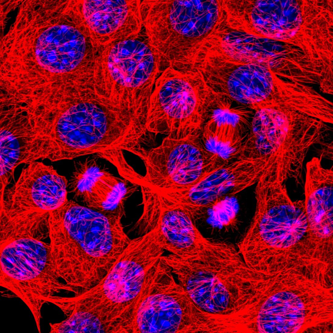 Mitosis, confocal light micrograph