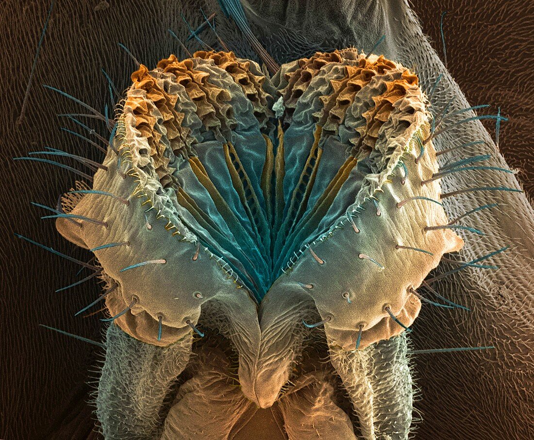 Fruit fly proboscis, SEM