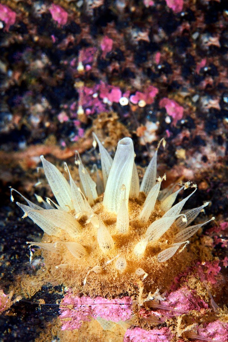 Polymastia sponge