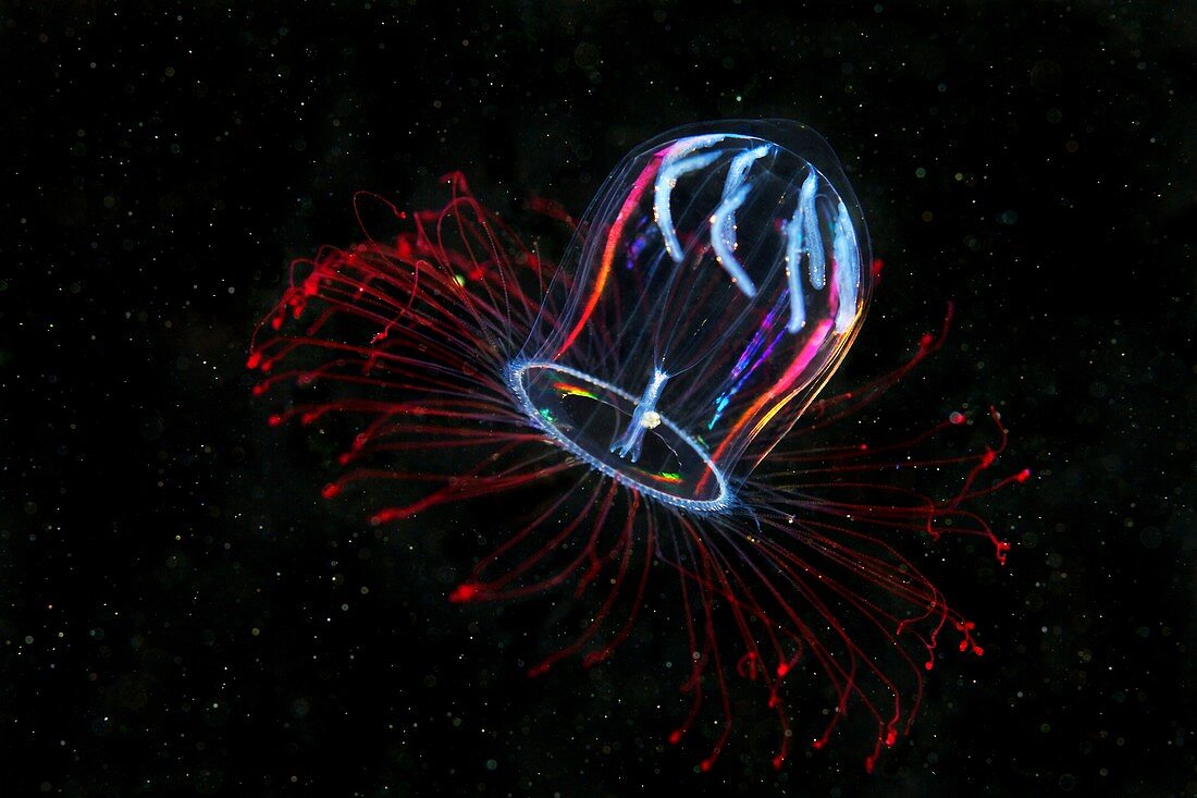 Aglantha digitale jellyfish